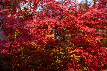 光を浴びて輝くちょうど見頃のカラフルなイロハモミジの紅葉