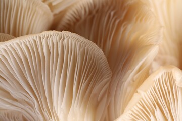 Macro view of fresh oyster mushrooms as background