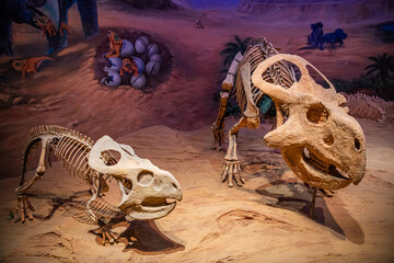 View of the Hohhot Museum of Natural History, dinosaur skeletons, Hohhot, China
