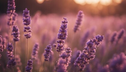 Beautiful lavender flowers in the field at sunset. Toned.