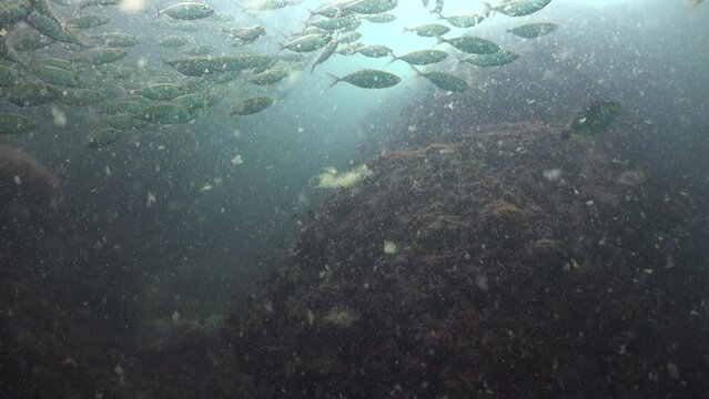 The camera films the reef and plankton, which is huge in size and quantity. Much like snowfall on the ground