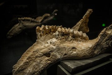 Dinosaur skull. Dinosaur skeleton on black background. Museum of Natural history