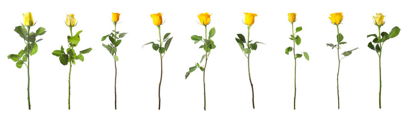 Many beautiful yellow roses isolated on white