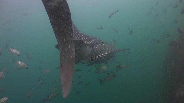 The camera films the whale shark (Rhincodon typus) from the tail side and slightly to the right of the body.