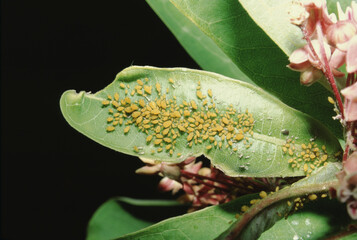 Aphids (Aphidoidea)