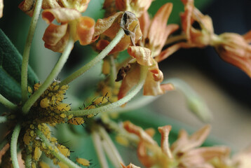 Aphids (Aphidoidea)