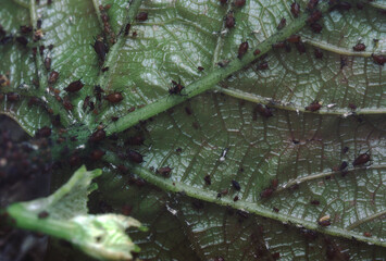 Aphids (Aphidoidea)