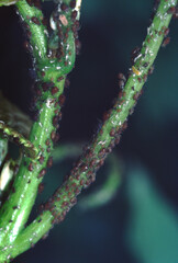 Aphids (Aphidoidea)