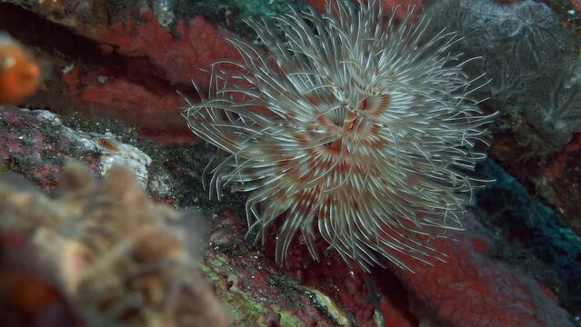 A red and white tube worm grows on the seabed against a red stone background. Its tentacles sway in the weak sea current. They gather food with their tentacles.