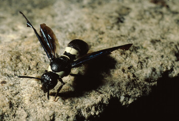 Bald Faced Hornet (Dolichovespula Maculata)