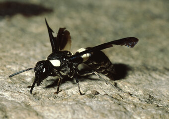 Bald Faced Hornet (Dolichovespula Maculata)
