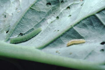 Cabbage Moth (Pieris Brassicae) Larve