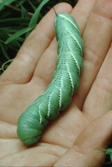 Carolina Sphinx Moth Caterpillar (Manduca Sexta)