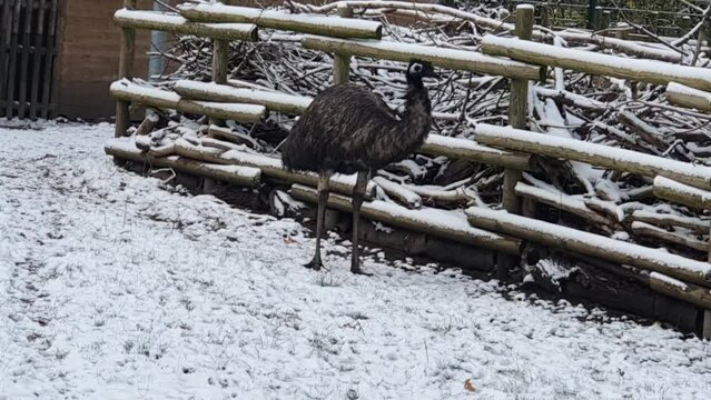 Peacock in the snow  in the snow in Berlin in wintertime in the Hasenheide park covered with snow HD 30 FPS 8 secs