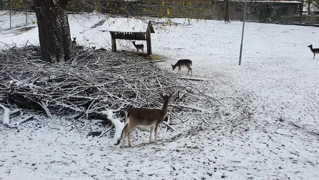 5 reindeers in the snow in Berlin in wintertime in the Hasenheide park covered with snow HD 30 FPS 10 secs