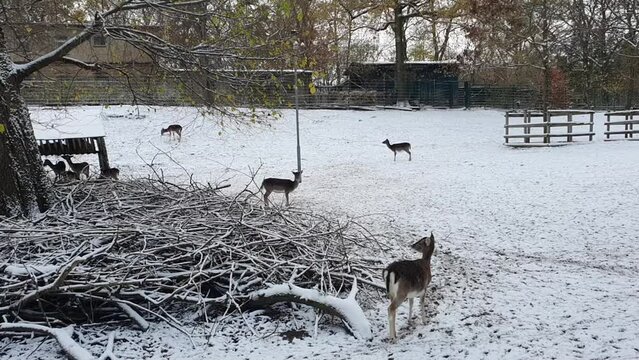 4 reindeers in the snow in Berlin in wintertime in the Hasenheide park covered with snow HD 30 FPS 8 sec