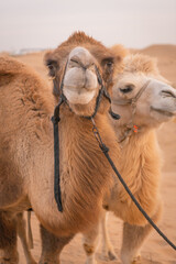 Close up portrait of the camels in the desert of Inner Mongolia, China