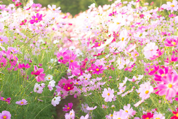 Obraz na płótnie Canvas Beautiful pink cosmos flowers blooming in the garden