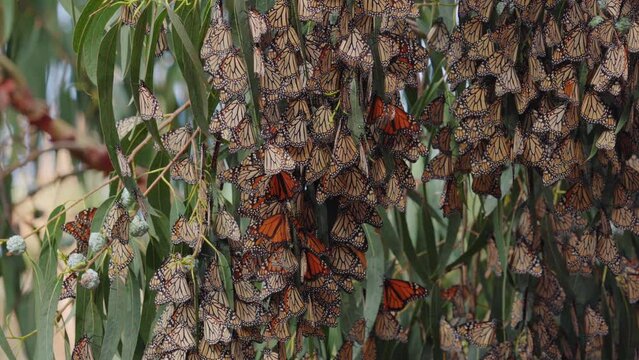 Thousands of Monarch butterflies gather on an Eucalyptus tree, creating a living tapestry that whispers tales of migration and the delicate beauty of nature