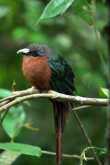 Perching Bird on Branch in Wildlife with Flora and Fauna