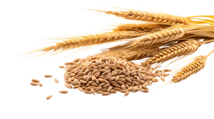 Malt on the transparent background