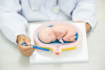 Gynecologist hand pointing anatomy baby model on white background.Doctor holding baby doll explains to new mother about pregnancy in antanetal care unit.Medical education concept.