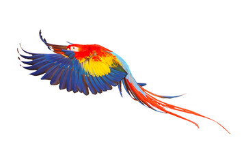 Colorful flying parrot isolated on transparent background png file	
