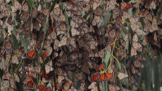 Monarch butterflies clusters in the limbs of majestic Eucalyptus trees. Phenomenon of Monarch butterflies migration. Pismo Beach Grove, California
