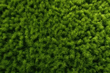 Papier Peint photo Herbe The close up landscape detail of lush green grass meadow or artificial grass in a football field texture surface, background and wallpaper. Generative AI.