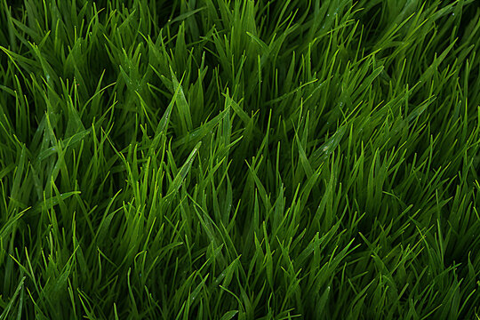The close up landscape detail of lush green grass meadow or artificial grass in a football field texture surface, background and wallpaper. Generative AI.