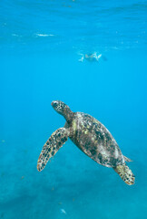 Snorkeling with Wild Hawaiian Green Sea Turtles in Hawaii 