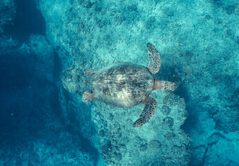 Obraz na płótnie Canvas Snorkeling with Wild Hawaiian Green Sea Turtles in Hawaii 