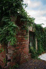 Fototapeta na wymiar old brick wall with window and green vines growing