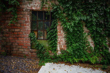 old brick wall with window and green vines growing