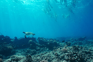 Fototapeta premium Snorkeling with Wild Hawaiian Green Sea Turtles in Hawaii 