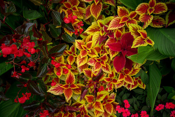 tropical colored plants with red, yellow and green