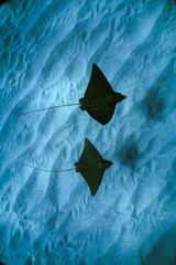 Swimming with spotted eagle rays in clear water in Hawaii 