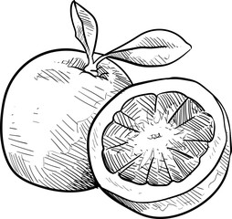 orange fruits handdrawn illustration