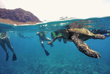 Snorkeling with Wild Hawaiian Green Sea Turtles in Hawaii 