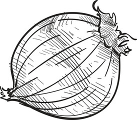 onion handdrawn illustration