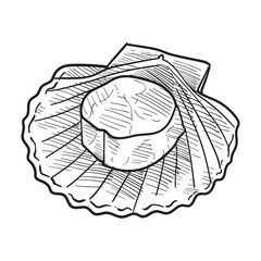 shells handdrawn illustration