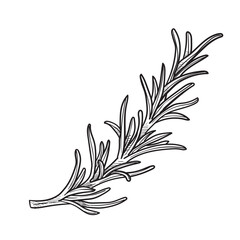 rosemary leafy handdrawn illustration