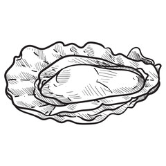 shells handdrawn illustration