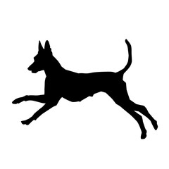 Silhouette of running dog pet animal isolated on white background.