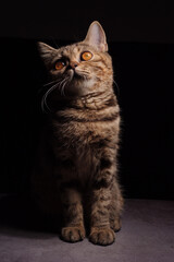 A beautiful gray striped Scottish cat with yellow eyes sits on a dark background. cat head close up Pictures for veterinary clinics Website about cats Focus on a specific point.copy space.