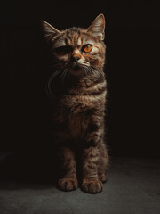 A beautiful gray striped Scottish cat with yellow eyes sits on a dark background. cat head close up Pictures for veterinary clinics Website about cats Focus on a specific point.copy space.