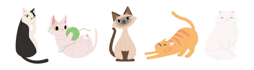 Set of Cute various cat breed sitting, prowling, licking paw, play with yarn ball. Black and white, Cow cat, Siamese, Orange cat, Sphynx, Persian. Flat vector illustration isolated on white background