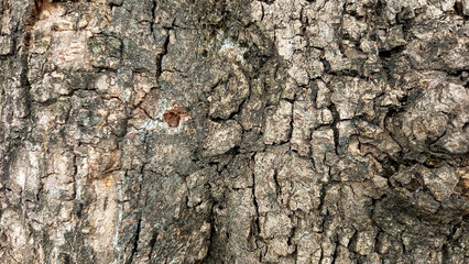 Natural bark texture background material. For Design. Old Wood Tree Background Pattern. dry tree bark close up.