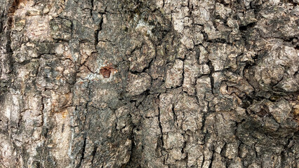 Natural bark texture background material. For Design. Old Wood Tree Background Pattern. dry tree bark close up.