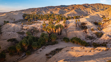 Aerial view of Fan Palms growing along the San Andreas fault in the Indio Badlands